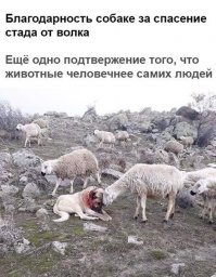 Душераздирающие кадры, на которых показано, как лабрадор гонится за женщиной, которая оставила его на обочине дороги