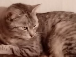 Кот Тихон .