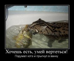 Чего-то чел с ямой тупит. Запустить в яму мальков и продавать карпов.