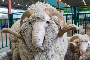 В Великобритании пилот не пришел на рейс. Вместо него за штурвал сел пассажир