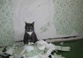 "...в число вещей, по его мнению, ... вошли ... те обои, которые он смог отодрать от стен" Обои с собой забрал? ))