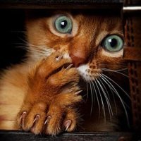 Кузнечиковые хомячки — самые хардкорные из всех грызунов