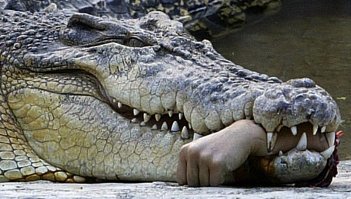 ... а потом крокодильчик вырос