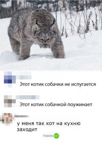 Кот-толстяк, покоривший интернет, нашел дом