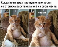 Кот-толстяк, покоривший интернет, нашел дом
