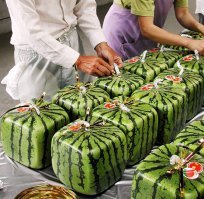 Враки это, все знают как выглядят японские арбузы