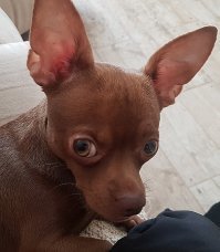 Повезло котейке мой пёс переживал за него!