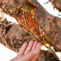 Сбор ладана - ничего общего. 
Ладан это смола дерева рода Босвеллия. 
Делают надрезы на коре и через какое-то время собирают застывшую смолу.