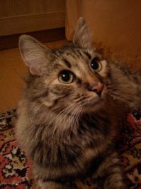 наша ктэ серьезно заболела...9 лет..скорее всего скоро уйдет..но жена до последнего с ней ( ее болячкой) борется...в том числе и "кормление таблетками"...третий месяц вся покусана..до кровищи и слез...но борется...двоякое чувство от комикса...
спасибо всем врачам, которые нам помогают : капельницы и уколы...
пы..сы..просто поделится хотелось...