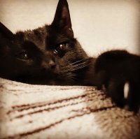 Черные коты - и есть удача!