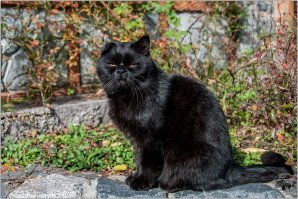 Таким бы котикам я бы не рискнул давать таблеточку