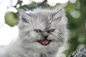 Таким бы котикам я бы не рискнул давать таблеточку