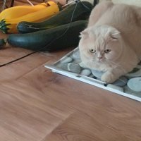 Мой так вообще считает себя кабачком