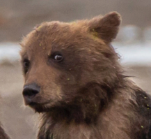 Драматические кадры: мать-медведица защищает испуганных медвежат от напавшего самца