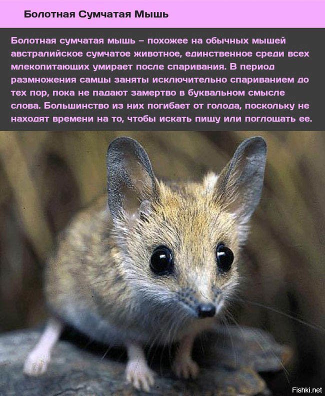 Карма.