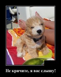 Собачьи демотиваторы