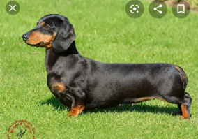 Да нет же! Вот кавказская: