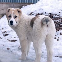 Таблетку коту, проблематично, но все же решаемо из-за его маленького размера. А вот как внедрить таблетку в алабая? Размер и мощь алабая, а также его стальные клыки здесь не помеха. Алабаи, как правило, очень любят хозяев (причем только хозяев, на любого чужого ведут себя крайне агрессивно) и никакой угрозы здесь нет. 
Вся проблема в том, что это очень умные и хитрые звери. Даже если таблетка в кармане, они это как-то чувствуют. Прячутся в будку. Если насильно вытащить, начинают юлой вертеться. Если умудрился вертящейся псине запихать таблетку в пасть, она ее тут же выплевывает, причем смотрит большими глазами "загнанной лани", типа травишь меня, как ты можешь? ведь я так тебя люблю? У многих могут здесь опуститься руки и большое желание сказать: "Да иди ты в жопу, собака".
Но выход есть. Я его сам придумал, а потом проконсультировался с ветеринаром. Нужно таблетку растолочь, растворить в небольшом количестве дистиллированной воды. Набрать в шприц без иголки. Шприц запихивается псу в зад. И лекарство без потерь попадает в организм. Это особенно ценно, если лекарство дорогое, например от пироплазмоза. А собаки, практически, ничего не чувствуют. Разве, что некоторую степень обиды, но они, впрочем, ее легко забывают...
PS Берегите своих питомцев...