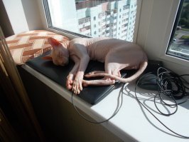 Любимый кот Ник на любимом ноутбуке