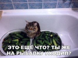 Смешные картинки с надписью