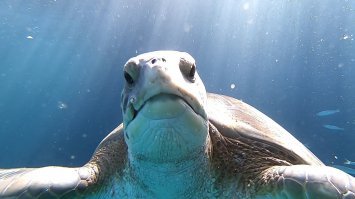 Погрузился на Канарах. Обернулся, а на меня этот "монстр" смотрит.