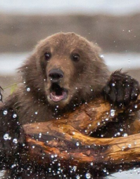 Ааааа, медведь!!! АААА!!!!