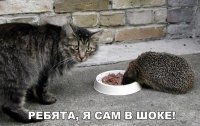 17 животных-нахалов, которые не знают, что такое стыд