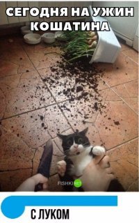 17 животных-нахалов, которые не знают, что такое стыд