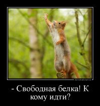 Ученые объяснили, почему белки прислушиваются к пению птиц