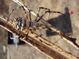 Кто знает что это за паук?