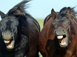 Прикольные и смешные картинки