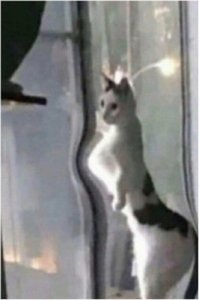 а котейку то за что зашопили!?!?