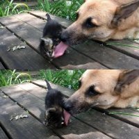 ... Сучка лижет волосатую киску...