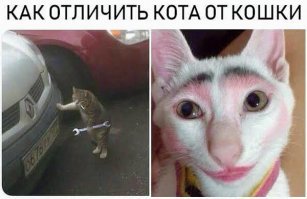 Погладь кота!