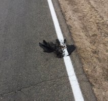 Классика жанра