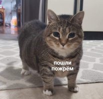 Погладь кота!