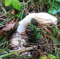 В прошлом году нашла такой.Сразу поняла,что это намек- тут грибов нет!