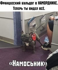 Прикольные и смешные картинки