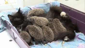 А вот ёжкина кошка: