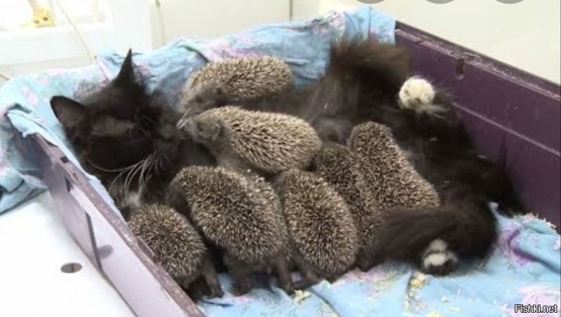 А вот ёжкина кошка: