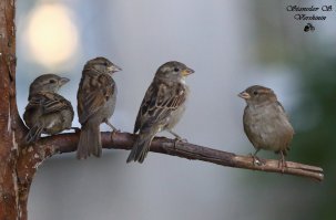 Фотограф раскрывает тайную красоту природы
