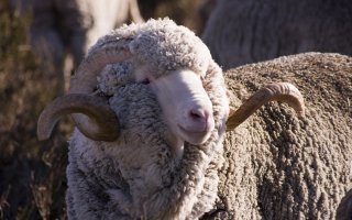 Простая струбцина своими руками