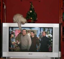 У знакомых телек кинескопный и кот раскрасом и тот и тот почти как на фото! )))
А главное телек они не меняют, т.к. на нём кот спит пока телек работает!!! Не хотят котьку теплого места лишать!