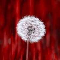 У меня тоже есть красненькие :)