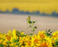 Великолепные фотографии!
Всегда преклоняюсь перед терпением профессиональных фотографов. Сама очень люблю животинку фотографировать на отдыхе, но совсем нет терпения за ними охотиться и выжидать лучшего момента :)