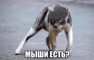 Не лучше, но точно смешнее: клоны Адидаса