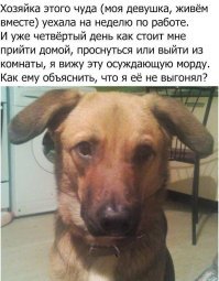 нет, он, скорее смотрит на него с сожалением, как на оленя, у которого девушка уехала на неделю "по работе"....
