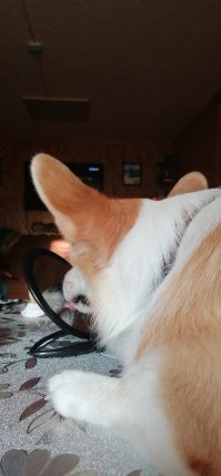 15 снимков уморительных животных, которых подловили в нужный момент