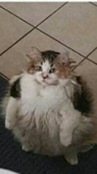 На всех ламп не напасёшься... а мне ещё килька нужна. Я большой кот