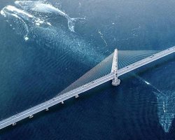 Невероятные морские обитатели, встреча с которыми вызывает всплеск адреналина